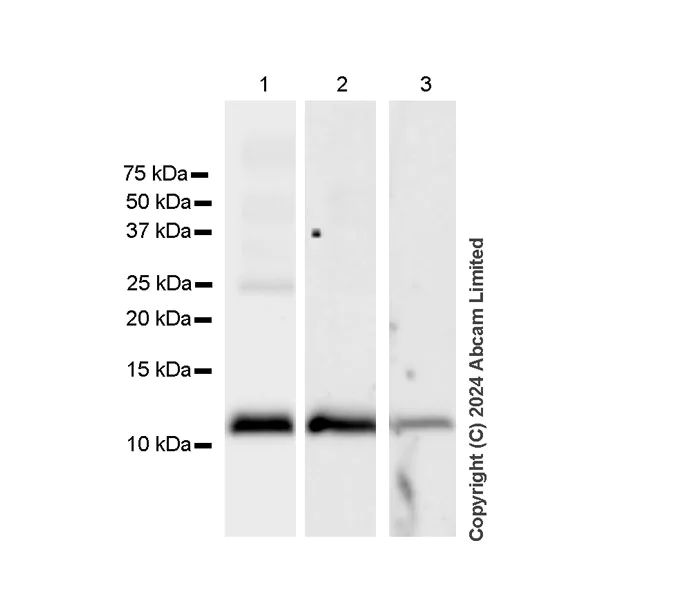 Western blot - Anti-Glutaredoxin 1 antibody [EPR29206-50] - BSA and Azide free (AB319159)