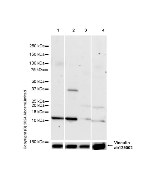 Western blot - Anti-Glutaredoxin 1 antibody [EPR29206-50] - BSA and Azide free (AB319159)