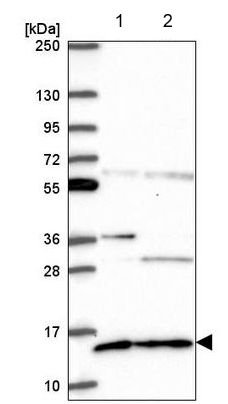 Western blot - Anti-Glutaredoxin 5 antibody (AB221121), expandable thumbnail