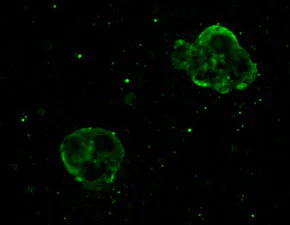 Immunocytochemistry/ Immunofluorescence - Anti-Glutathione antibody [D8] (AB19534)