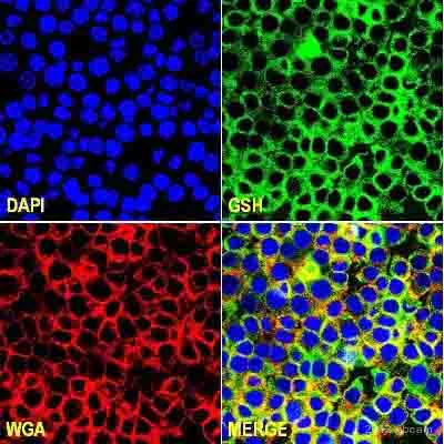 Immunocytochemistry/ Immunofluorescence - Anti-Glutathione antibody [D8] (AB19534)