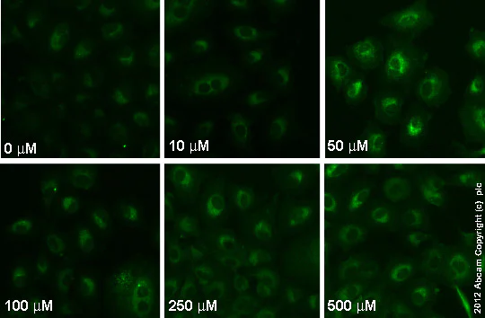 Immunocytochemistry/ Immunofluorescence - Anti-Glutathione antibody [D8] (AB19534)