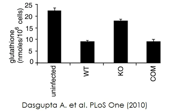 Functional Studies - Glutathione Assay Kit (Fluorometric) (AB65322)