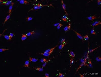 Immunocytochemistry/ Immunofluorescence - Anti-Glutathione Peroxidase 1 antibody (AB22604)
