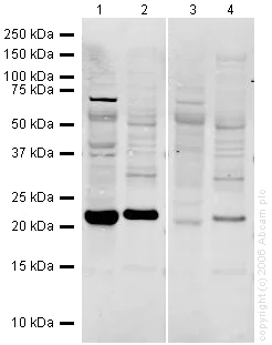 Western blot - Anti-Glutathione Peroxidase 1 antibody (AB22604)