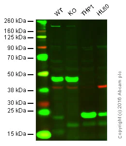 Western blot - Anti-Glutathione Peroxidase 1 antibody (AB22604)