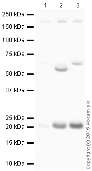 Western blot - Anti-Glutathione Peroxidase 1 antibody (AB22604)