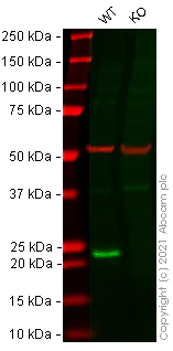 Western blot - Anti-Glutathione Peroxidase 1 antibody [EPR3311] (AB108429)