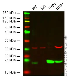Western blot - Anti-Glutathione Peroxidase 1 antibody [EPR3311] (AB108429)