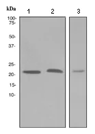 Western blot - Anti-Glutathione Peroxidase 1 antibody [EPR3311] - BSA and Azide free (AB247669)