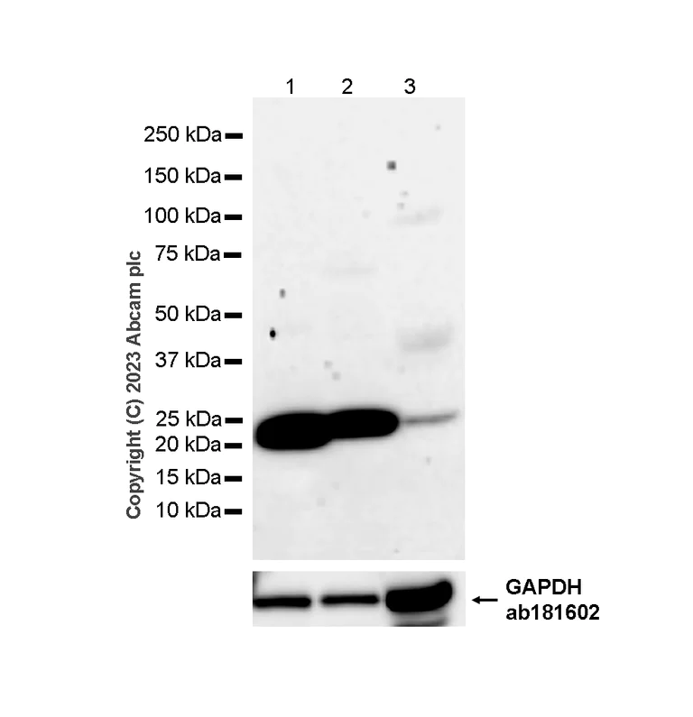 Western blot - Anti-Glutathione Peroxidase 1 antibody [EPR3311] - BSA and Azide free (AB247669)