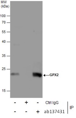 Immunoprecipitation - Anti-Glutathione Peroxidase 2/GPX2 antibody (AB137431), expandable thumbnail