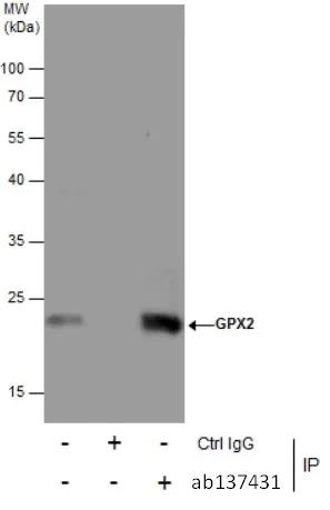 Immunoprecipitation - Anti-Glutathione Peroxidase 2/GPX2 antibody (AB137431)