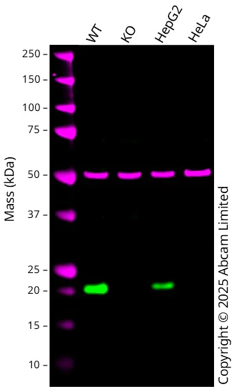 Western blot - Anti-Glutathione Peroxidase 2/GPX2 antibody (AB137431)