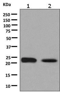 Western blot - Anti-Glutathione Peroxidase 2/GPX2 antibody [EPR8175(2)] - BSA and Azide free (AB248890)