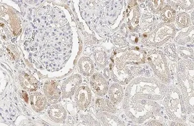 Immunohistochemistry (Formalin/PFA-fixed paraffin-embedded sections) - Anti-Glutathione Peroxidase 2/GPX2 antibody [HL125] - BSA and Azide free (AB289369)