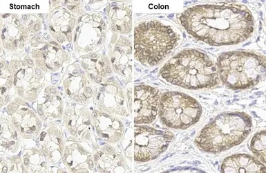 glutathione peroxidase 2 antibody Anti-Glutathione Peroxidase 2/GPX2 antibody [HL125]