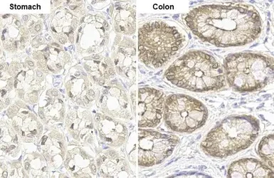Immunohistochemistry (Formalin/PFA-fixed paraffin-embedded sections) - Anti-Glutathione Peroxidase 2/GPX2 antibody [HL125] - BSA and Azide free (AB289369)