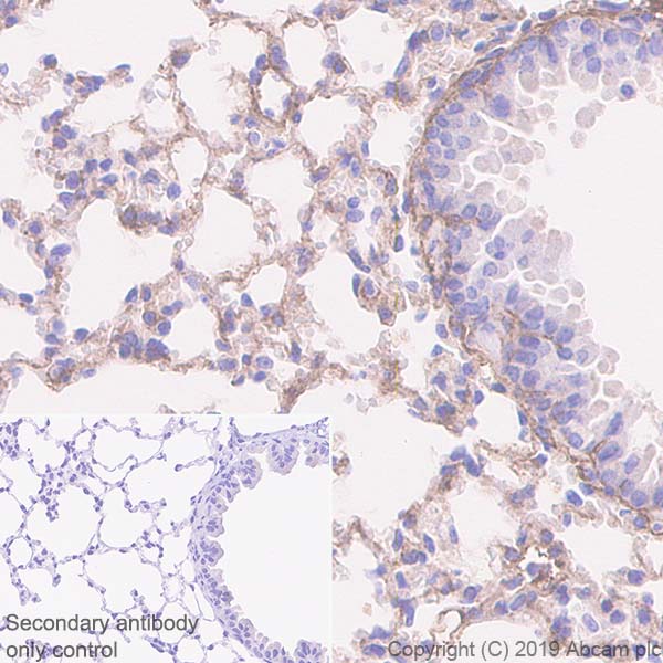 Immunohistochemistry (Formalin/PFA-fixed paraffin-embedded sections) - Anti-Glutathione Peroxidase 3/GPx-3 antibody [EPR22815-112] (ab256470), expandable thumbnail