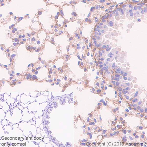 Immunohistochemistry (Formalin/PFA-fixed paraffin-embedded sections) - Anti-Glutathione Peroxidase 3/GPx-3 antibody [EPR22815-112] (AB256470)