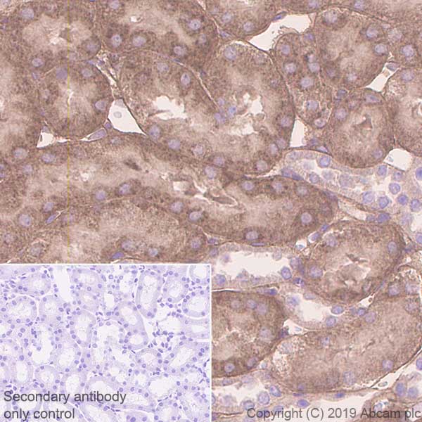 Immunohistochemistry (Formalin/PFA-fixed paraffin-embedded sections) - Anti-Glutathione Peroxidase 3/GPx-3 antibody [EPR22815-112] (ab256470), expandable thumbnail