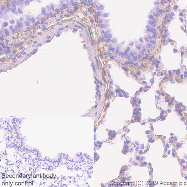 Immunohistochemistry (Formalin/PFA-fixed paraffin-embedded sections) - Anti-Glutathione Peroxidase 3/GPx-3 antibody [EPR22815-112] (AB256470), expandable thumbnail