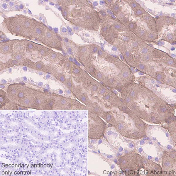 Immunohistochemistry (Formalin/PFA-fixed paraffin-embedded sections) - Anti-Glutathione Peroxidase 3/GPx-3 antibody [EPR22815-112] (ab256470), expandable thumbnail