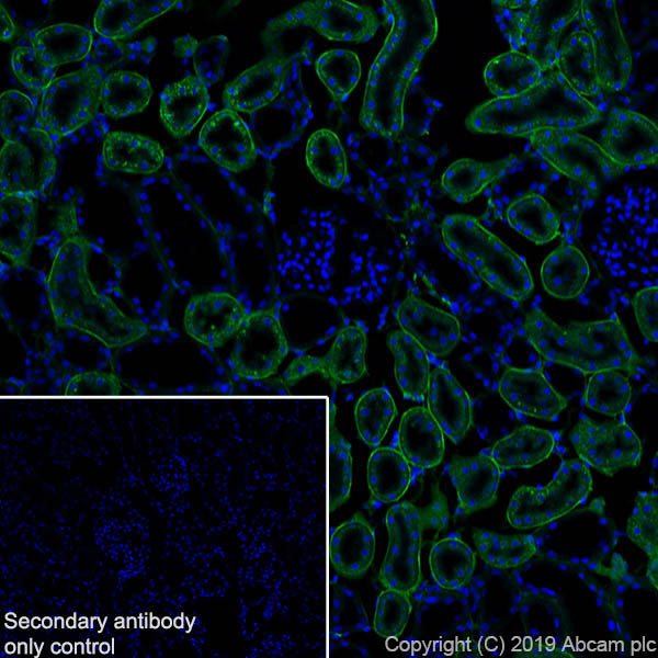 Immunohistochemistry (Frozen sections) - Anti-Glutathione Peroxidase 3/GPx-3 antibody [EPR22815-112] (AB256470), expandable thumbnail