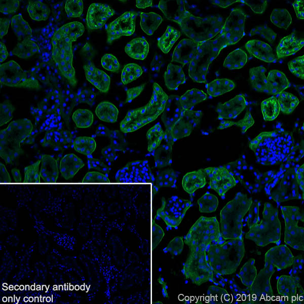 Immunohistochemistry (Frozen sections) - Anti-Glutathione Peroxidase 3/GPx-3 antibody [EPR22815-112] (AB256470), expandable thumbnail