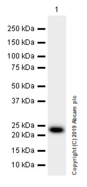 Western blot - Anti-Glutathione Peroxidase 3/GPx-3 antibody [EPR22815-112] (AB256470), expandable thumbnail
