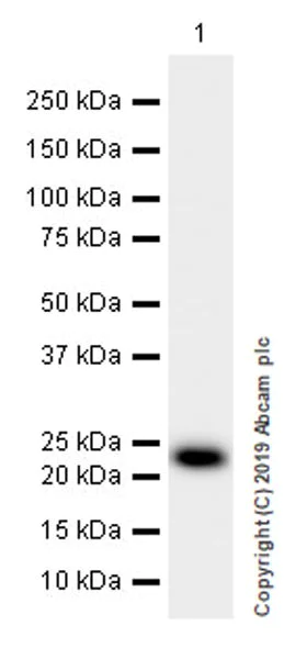 Western blot - Anti-Glutathione Peroxidase 3/GPx-3 antibody [EPR22815-112] (AB256470)