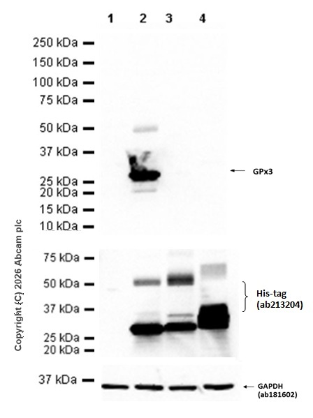 glutathione kda Anti-Glutathione Peroxidase 3/GPx-3 antibody [EPR22815-112] (ab256470) fusion tag proteins healthcare Size:25 Grams Glutathione Peptide: Research, Forms,