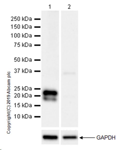 Western blot - Anti-Glutathione Peroxidase 3/GPx-3 antibody [EPR22815-112] (AB256470), expandable thumbnail