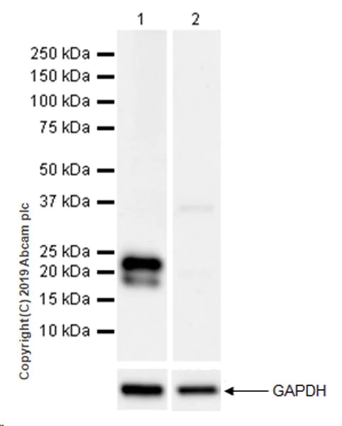 Western blot - Anti-Glutathione Peroxidase 3/GPx-3 antibody [EPR22815-112] (AB256470)