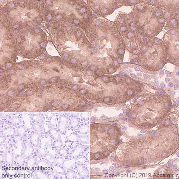 Immunohistochemistry (Formalin/PFA-fixed paraffin-embedded sections) - Anti-Glutathione Peroxidase 3/GPx-3 antibody [EPR22815-112] - BSA and Azide free (AB256475)