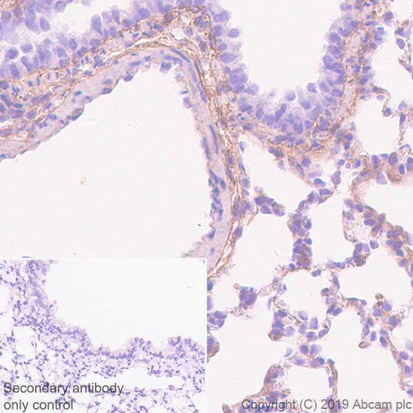 Immunohistochemistry (Formalin/PFA-fixed paraffin-embedded sections) - Anti-Glutathione Peroxidase 3/GPx-3 antibody [EPR22815-112] - BSA and Azide free (AB256475)