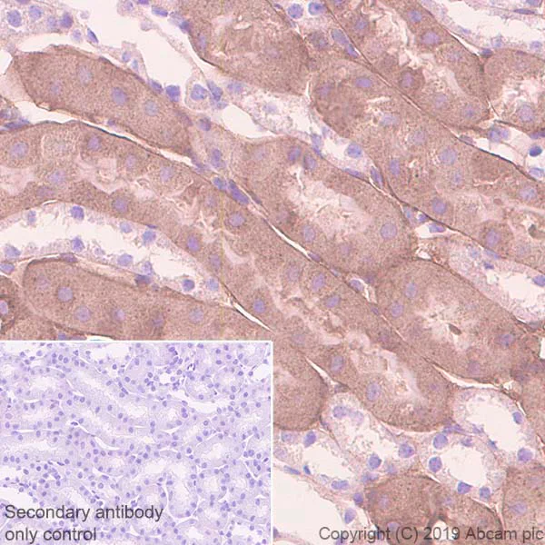 Immunohistochemistry (Formalin/PFA-fixed paraffin-embedded sections) - Anti-Glutathione Peroxidase 3/GPx-3 antibody [EPR22815-112] - BSA and Azide free (AB256475)