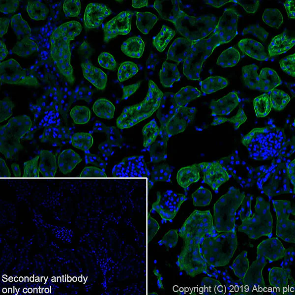 Immunohistochemistry (Frozen sections) - Anti-Glutathione Peroxidase 3/GPx-3 antibody [EPR22815-112] - BSA and Azide free (AB256475)