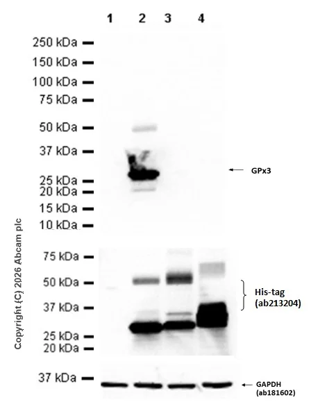 Western blot - Anti-Glutathione Peroxidase 3/GPx-3 antibody [EPR22815-112] - BSA and Azide free (AB256475)