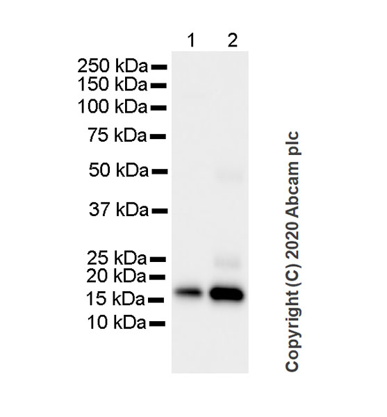 Western blot - Anti-Glutathione Peroxidase 4 antibody [1B4] (AB252833), expandable thumbnail