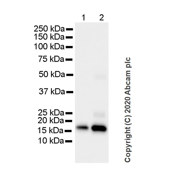 Western blot - Anti-Glutathione Peroxidase 4 antibody [1B4] (AB252833)