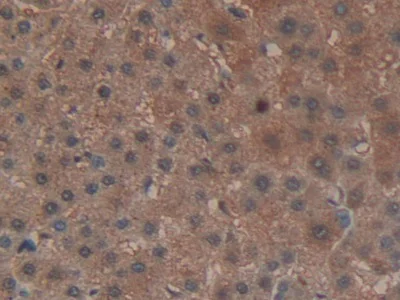 Immunohistochemistry (Formalin/PFA-fixed paraffin-embedded sections) - Anti-Glutathione Peroxidase 4 antibody (AB231174)