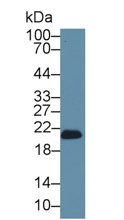 Western blot - Anti-Glutathione Peroxidase 4 antibody (AB231174)