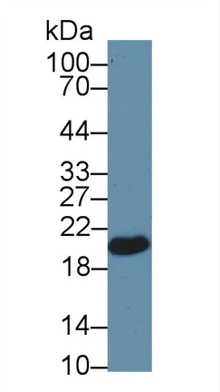 Western blot - Anti-Glutathione Peroxidase 4 antibody (AB231174)