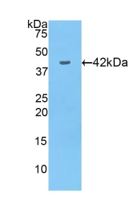 Western blot - Anti-Glutathione Peroxidase 4 antibody (AB231174)