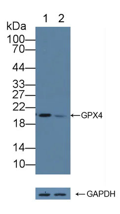 Western blot - Anti-Glutathione Peroxidase 4 antibody (AB231174)