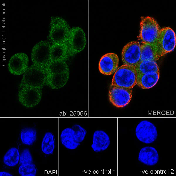 Immunocytochemistry/ Immunofluorescence - Anti-Glutathione Peroxidase 4 antibody [EPNCIR144] (AB125066)