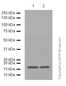 Western blot - Anti-Glutathione Peroxidase 4 antibody [EPNCIR144] (AB125066)