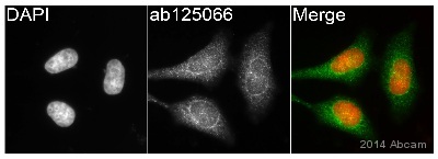 Immunocytochemistry/ Immunofluorescence - Anti-Glutathione Peroxidase 4 antibody [EPNCIR144] - BSA and Azide free (AB219592), expandable thumbnail