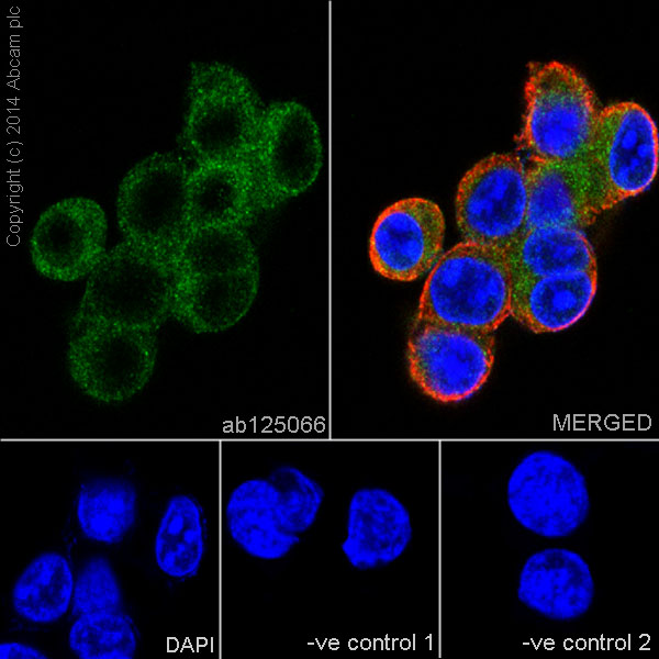 Immunocytochemistry/ Immunofluorescence - Anti-Glutathione Peroxidase 4 antibody [EPNCIR144] - BSA and Azide free (AB219592), expandable thumbnail